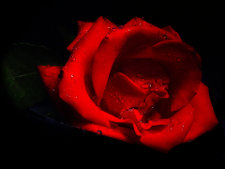 Bild der Rose